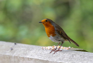 EUROPEAN ROBIN (Erithacus rubecula)